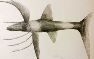 A painting of a fish(Bathypterois guentheri)魚の絵